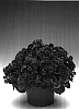 Ageratum%20houstonianum%20%27Agpatbicpuli%27