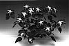 Impatiens%20walleriana%20%27Imtrabastar%27