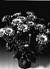 Osteospermum%20ecklonis%20%27Osjaseclipur%27