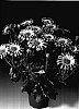 Osteospermum%20ecklonis%20%27Osjaseclipur%27