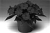 Impatiens%20hawkeri%20%27Ingmulsca%27