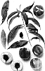 Prunus%20persica%20%27GP10%27