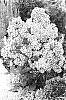 Phlox%20paniculata%20%27Peppermint%20Twist%27
