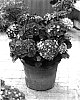 Hydrangea%20macrophylla%20%27Red%20Sensation%27