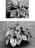 Euphorbia%20pulcherrima%20%27PER10603%27