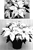 Euphorbia%20pulcherrima%20%27PER2904%27