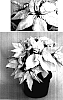Euphorbia%20pulcherrima%20%27PER2204%27
