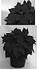 Euphorbia%20pulcherrima%20%27PER1090%27
