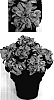 Euphorbia%20pulcherrima%20%27PER1904%27