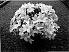 Campanula%20isophylla%20Moretti%20%27Camp%20Whit%27