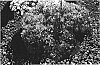 Campanula%20hybrid%20%27Camp%20Trailbule%27