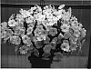 Petunia%20x%20hybrida%20%27PET0607%27