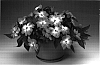 Impatiens%20hawkeri%20%27Ingbrisal%27