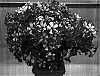 Petunia%20x%20hybrida%20%27PET0611%27