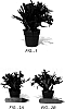 Hatiora%20x%20.graeseri%20Barthlott%20ex%20D.%20Hunt.%20%27Elsie%27