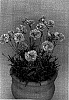 Dianthus%20x%20hybrida%20%27DEVON%20ESTHER%27