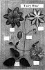 Clematis%20viticella%20%27Fairy%20Blue%27