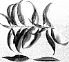 Prunus%20persica%20L.%20%27NJ351%27