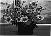 Petunia%20hybrida%20Vilm.%20%27Sunsurfcopasamo%27