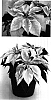 Euphorbia%20pulcherrima%20%27PER8603%27