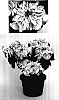 Euphorbia%20pulcherrima%20%27PER2004%27