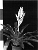 Vriesea%20sp.%20%27Energy%27