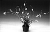 Gaura%20lindheimeri%20%27Gaudpin%27