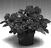 Impatiens%20walleriana%20%27Imdosaor%27