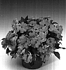 Impatiens%20hawkeri%20%27Ingmulros%27