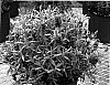 Lavandula%20stoechas%20%27Sugarberry%20Ruffles%27