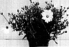 Osteospermum%20ecklonis%20%27GG%20DEL%20WY06%27