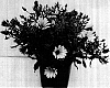 Osteospermum%20ecklonis%20%27GG%20DEL%20PC06%27