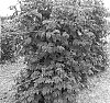 Rubus%20ideaus%20L.%20%27Cascade%20Bounty%27