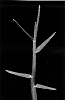 Cynodon%20dacytlon%20%27Premier%27
