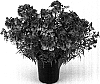 Nemesia%20caerulea%20x%20Nemesia%20strumosa%20%27Kirine-14%27