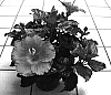 Hibiscus%20rosa-sinensis%20%27Tye-Dye%20Wind%27