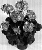 Pelargonium%20x%20hortorum%20%27KLEP04131%27