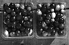 Vaccinium%20macrocarpon%20Ait.%20%27NJS98-23%27