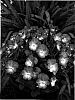 Viola%20x%20hybrida.%20%27Lord%20Primrose%27