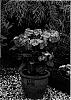 Hydrangea%20macrophylla%20%27ZORRO%27