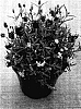 Lavandula%20stoechas%20%27Boysenberry%20Ruffles%27