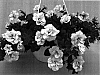 Petunia%20x%20hybrida%20%27PET0601%27