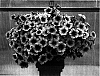 Petunia%20x%20hybrida%20%27PET0602%27