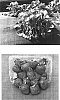 Fragaria%20x%20ananassa%20Duchesne%20%27Carmine%27