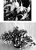 Fuchsia%20x%20hybrida%20%27Kiefucor%27