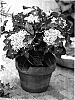 Hydrangea%20L.%20macrophylla%20%27JON01%27