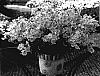 Nemesia%20caerulea%20x%20Nemesia%20strumosa.%20%27Kirine-1.%27