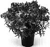 Nemesia%20caerulea%20x%20Nemesia%20strumosa%20%27Kirine-9%27