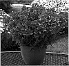 Nemesia%20caerulea%20x%20Nemesia%20strumosa%20%27Kirine-15%27