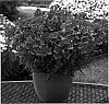 Nemesia%20caerulea%20x%20Nemesia%20strumosa%20%27Kirine-15%27